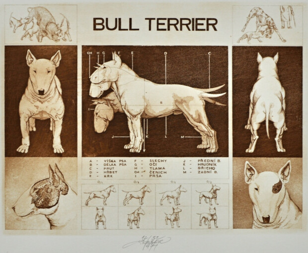 Ladislav Kuklík - Bull Terrier