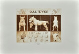 Ladislav Kuklík - Bull Terrier