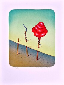 Tři fáze rozkvětu papírové růže